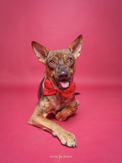 Rohit - Seasonal Mini-Sessions Easter, Valentine's & Holiday Fun photo 8