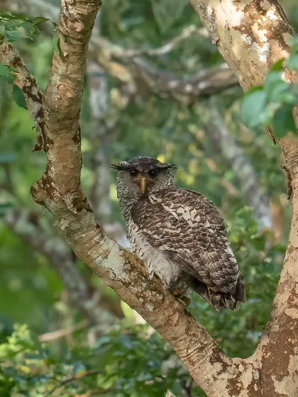 The elusive Spot-bellied Eagle-Owl, one of the prettiest and most sought-after owls in the Indian jungles, spotted on a morning drive in Bandipur.