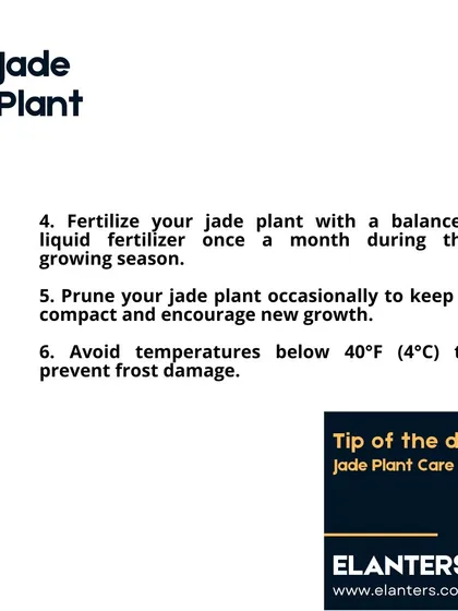 Jade Plant Care Part 2: Fertilize once a month during the growing season and prune occasionally to keep the plant compact and encourage new growth.