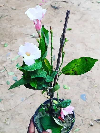 A young Mandevilla vine with its first pink and white flowers. This is a beautiful climbing plant that does well in pots with a small trellis.