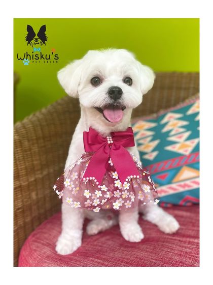 Furrybells Pet Grooming - Pet Grooming (Dogs & Cats) Breed-Specific Dog Styles photo 7