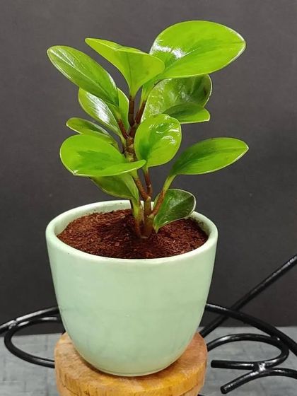 Gifts for Every Occasion photo 7