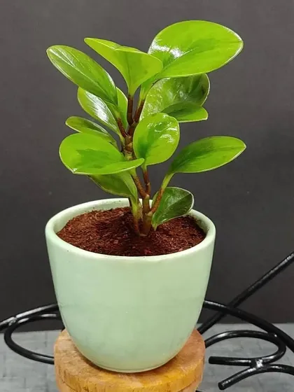 A healthy Peperomia plant in a light green ceramic pot, displayed on a decorative stand. A perfect, simple gift to brighten anyone's day.