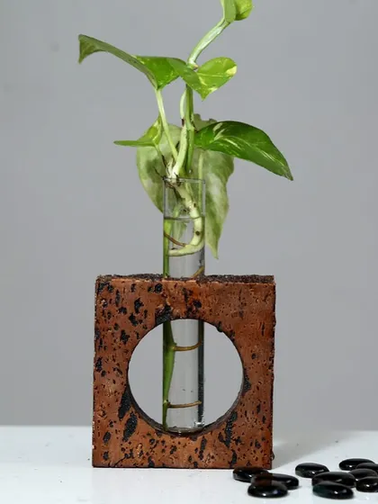 This sustainable gift features a money plant in a unique cork planter. The geometric cutout adds a modern touch, making it a wonderful piece of eco-friendly decor for any home or office.