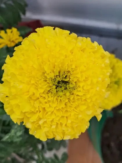 A top down view of a perfect yellow marigold bloom.