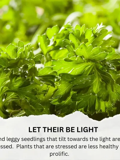 Tip 5: Let there be light! Once your seedlings sprout, they need light. If they look tall and leggy, it means they are stretching for light and need to be moved to a brighter spot.