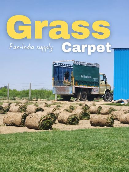 Delhi Gardner - Wholesale Plant & Turf Supply Natural Grass Turf: From Our Farm to Your Project photo 51