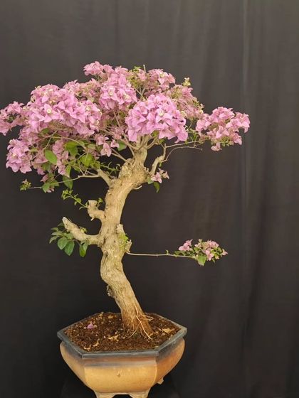 A mature Bougainvillea with a thick, twisting trunk and a cloud of soft purple flowers. This tree is a living sculpture, embodying the patience and artistry of bonsai.