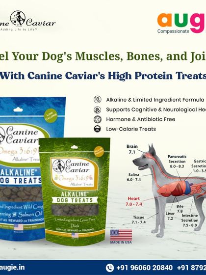 Augie Pets - Pet Supplies Fuel for Happy Hounds: Wholesome Dog Nutrition photo 20