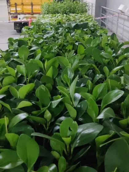 A sea of green, these Ficus plants are lined up and ready for a large corporate giveaway. This showcases our capacity to source and deliver large quantities of specific plants.