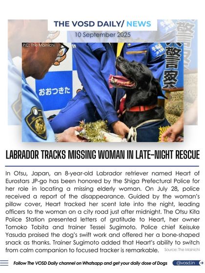 In Japan, an 8-year-old Labrador named Heart was honored by police for tracking and finding a missing elderly woman. Her remarkable ability to switch from a calm companion to a focused tracker saved a life.