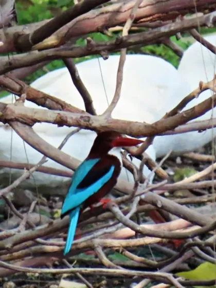The flash of a kingfisher's blue wings is a reward for patient eyes. On our bird walks, we guide families to spot these beautiful moments, revealing the incredible wildlife that lives right within our cities.