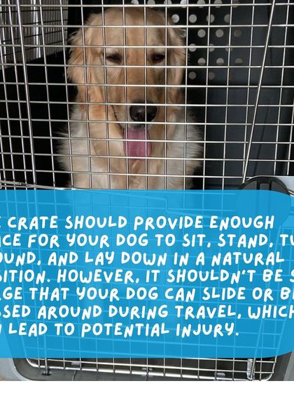 Anvis - Pet Relocation Preparing for Travel: Health, Safety & Documentation photo 42