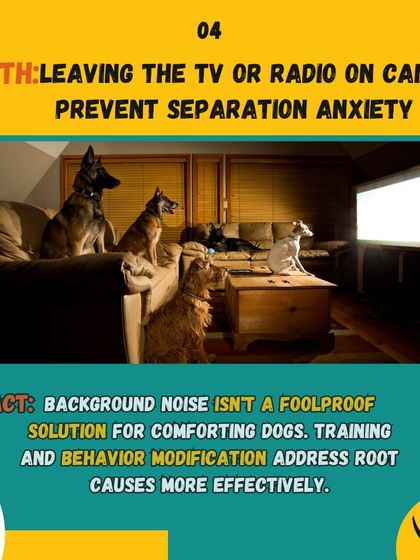 DogNation - Dog Training & Behavior Solving Common Behavior Problems photo 23