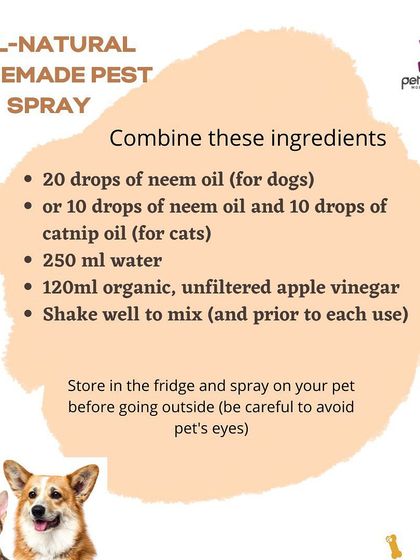 Here is a DIY recipe for an all-natural homemade pest spray using ingredients like neem oil and apple cider vinegar. A great tip for keeping pests away during monsoon season.