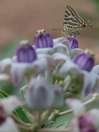 A Common Pierrot butterfly on a Crown Flower. These tiny, delicate butterflies are a joy to find and photograph.