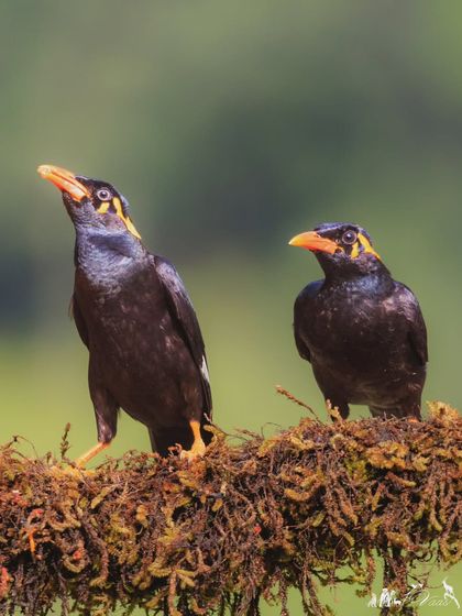 A pair of Common Hill Mynas. It's nearly impossible to tell males and females apart by sight, as they are not sexually dimorphic.