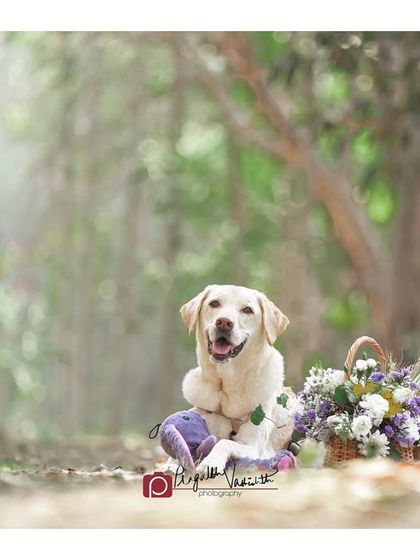 Pragalbh - Fine Art Pet Photography Family & Me photo 12