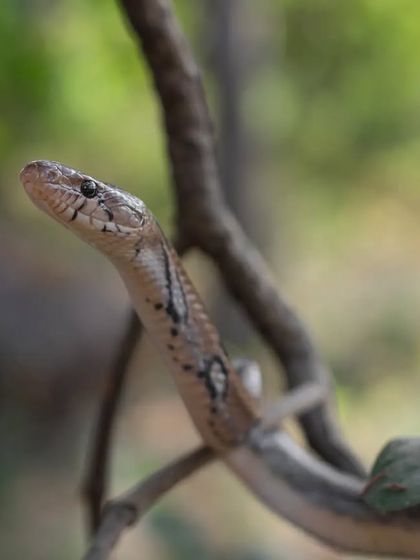 A Montane Trinket snake in its natural habitat. Since I was a child, snakes have been a huge part of my life, and my fascination with them continues to grow every day.