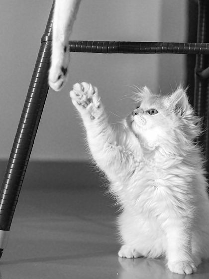 Pawparazzi By Prathima - Pet Milestone Photography Just for Cats photo 3