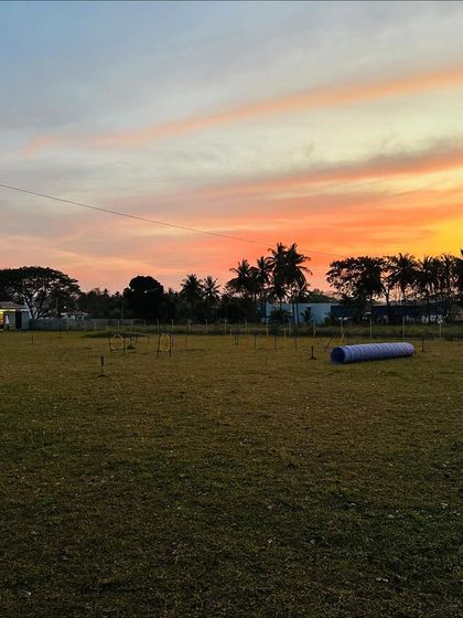 The Pawsome Camp - Dog Daycare & Boarding The Pawsome Playground: 2 Acres of Freedom photo 37