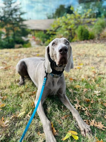 Tulsa Dog Trainer - Immersive Board & Train Programs Board & Train Graduates photo 131