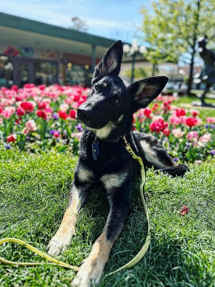 Tulsa Dog Trainer - Immersive Board & Train Programs Board & Train Graduates photo 51