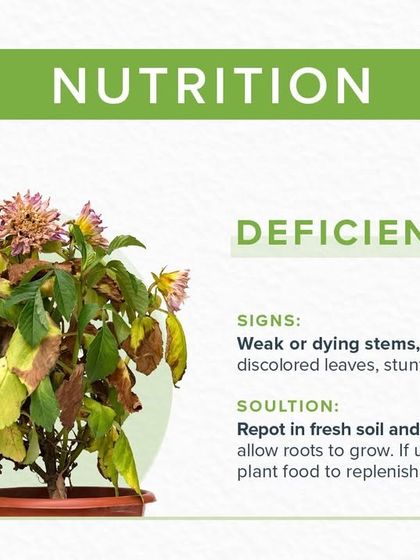 Greening Wonders - Landscaping & Garden Maintenance Scientific Plant Care Guides photo 3