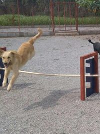 Dog Training
