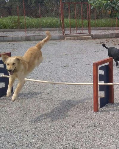 Dog Training