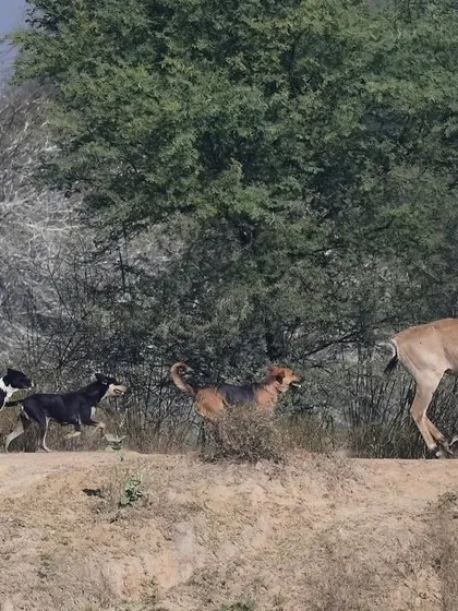 The Nilgai flees along a ridge with the dog pack in hot pursuit. Such scenes are becoming increasingly common at the interface of human settlements and wild areas.