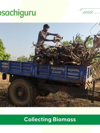 Collecting biomass from our plantations. These plants are grown specifically to be turned into biochar or mulch, part of our regenerative cycle.