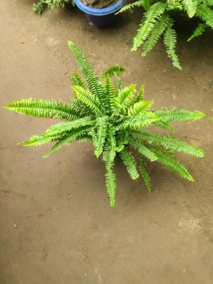 A Boston Fern seen from above. Ferns love humidity and indirect light, and they are perfect for adding a soft, feathery texture to your home.