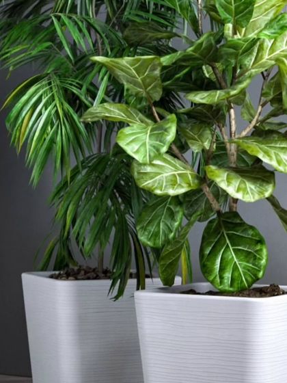 These clean, white, square planters are perfect for a modern and minimalist aesthetic. They provide a sharp contrast to the lush green foliage of plants like palms and fiddle leaf figs.