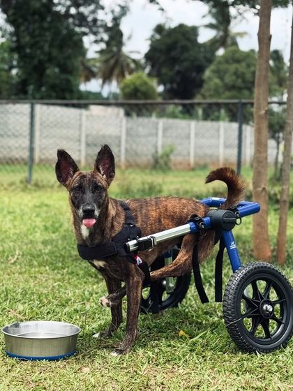 The Pawsome Camp - Dog Daycare & Boarding All Paws Welcome: Inclusive Care for Every Dog photo 5