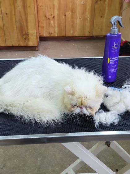 Mamppi Deb - Therapeutic Skin & Coat Treatments Cat Grooming Corner photo 3