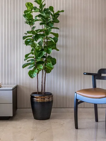 A detail shot showcasing the minimalist nightstand, a classic chair, and a tall fiddle-leaf fig plant. This corner demonstrates how we use simple, well-chosen elements to create a serene atmosphere.