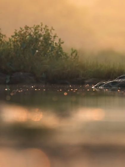 A cormorant tucks its head to preen, creating an interesting shape against the atmospheric, golden-hour backdrop.