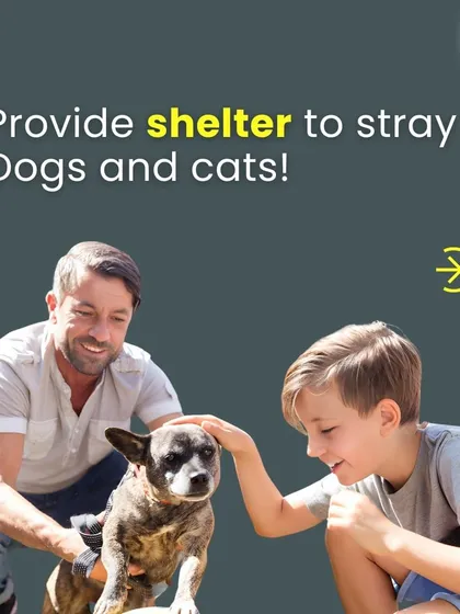 My mission starts with providing a safe space for stray dogs and cats. This is where their journey begins, getting them off the streets and preparing them for a warm, loving home with a family just like yours.