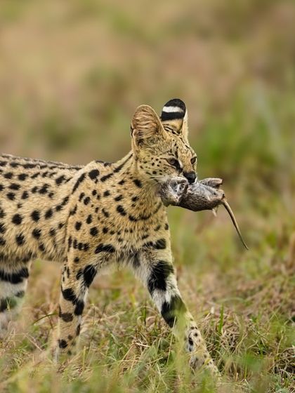 Lunchtime for a serval cat. Capturing a predator with its kill tells a complete story of the hunt. It’s a raw, unfiltered moment from the wild.