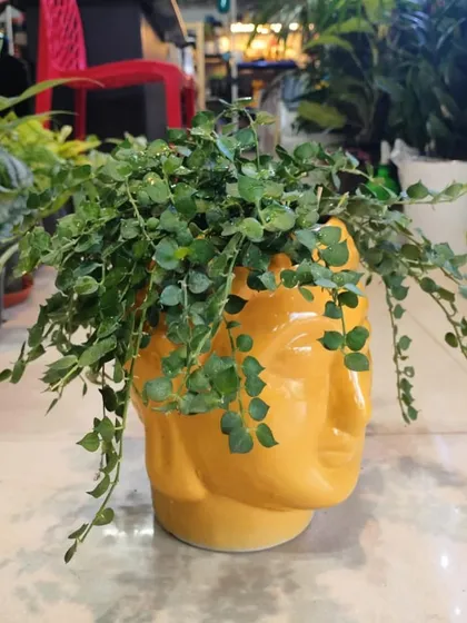 This Million Hearts plant looks fantastic in our quirky yellow Buddha face planter. We believe the right pot is the perfect finishing touch, and we stock a variety of unique designs to match your style.