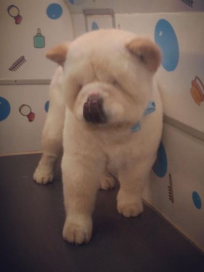 This Chow Chow is all fluffed up and ready for the festive season.