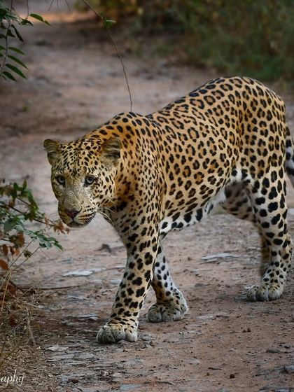 The Big Cat Diary: Tigers & Leopards photo 35