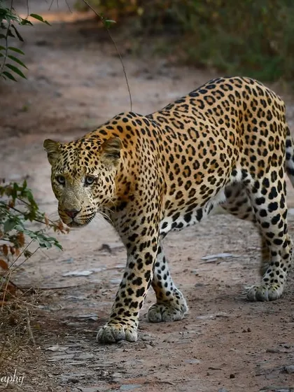 King's Cross, Jhalana style! This leopard, Rana, crossing the path with such confidence is a sight to behold. It's a powerful demonstration of who truly rules these lands.