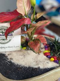 Corporate & Event Plant Gifting