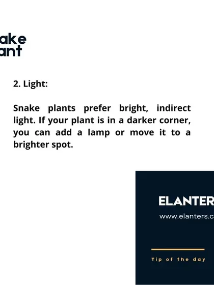 Snake Plant Care: Light. While they prefer bright, indirect light, Snake Plants are famous for their ability to tolerate very low light conditions, making them extremely versatile.