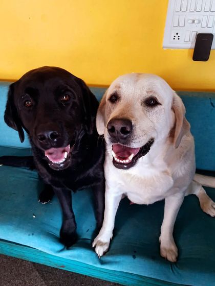 Play Pet Boarding - Pet Boarding Special Care for Every Need photo 12