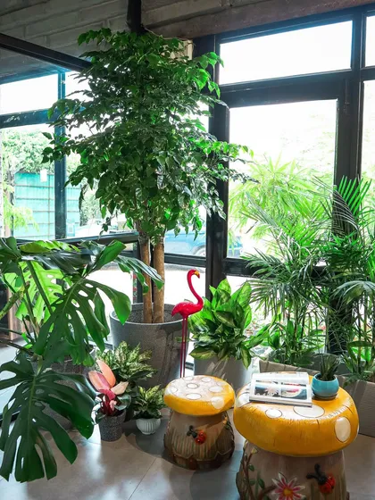 This is what I mean by creating an urban oasis. For this sunlit corner, I layered various indoor plants with different heights and textures, from a tall Ficus tree to a sprawling Monstera, to build a lush, vibrant, and living part of the home's interior design.