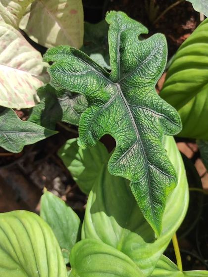 The intricate, textured leaf of an Alocasia Jacklyn. We often stock rare and sought-after Alocasias for plant enthusiasts.
