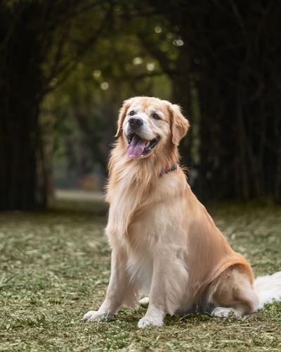 Outdoor Pet Photography